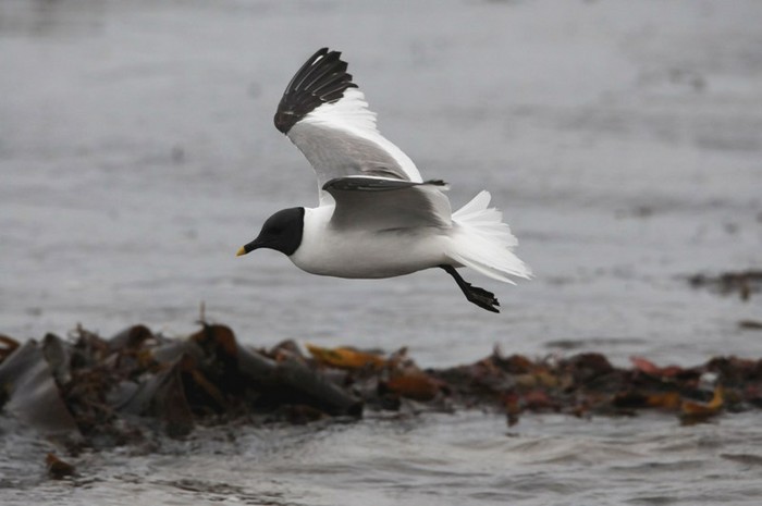 Sabine's Gull