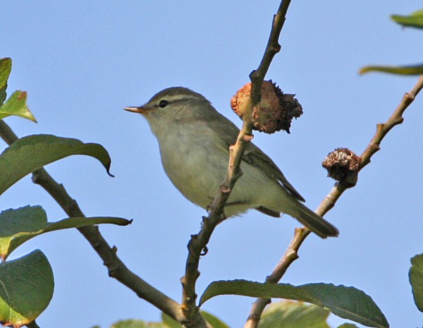 Greenish Warbler