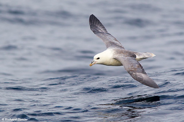 Fulmar