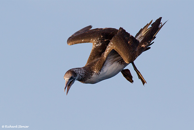 Gannet