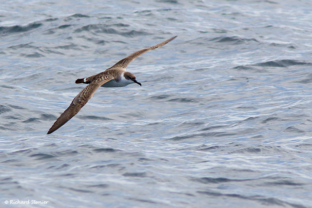 Great Shearwater