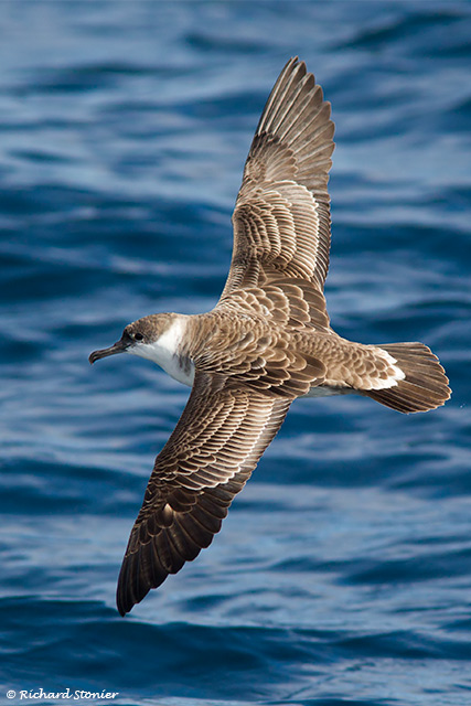 Great Shearwater