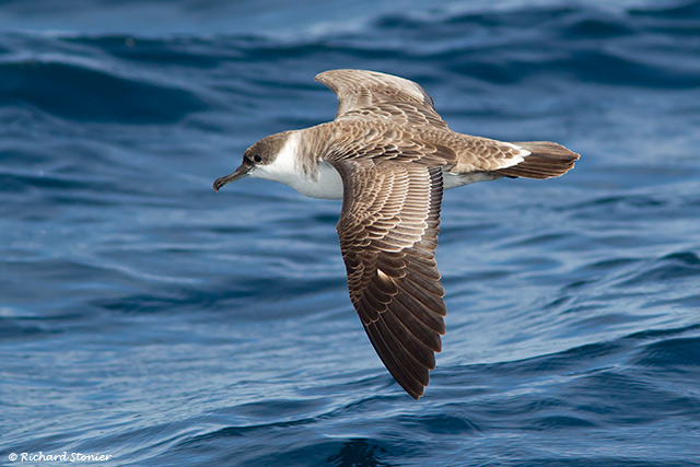 Great Shearwater