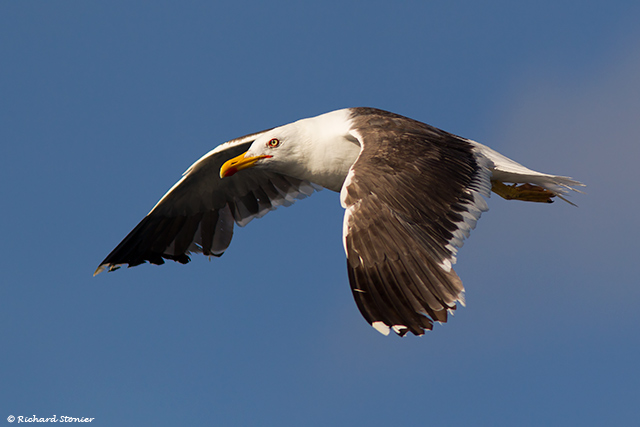 Lesser Black-backed Gull