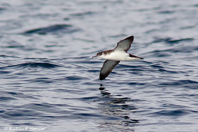 Manx Shearwater