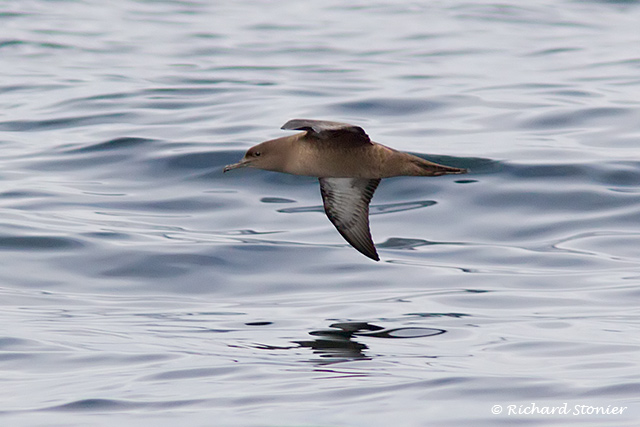 Sooty Shearwater
