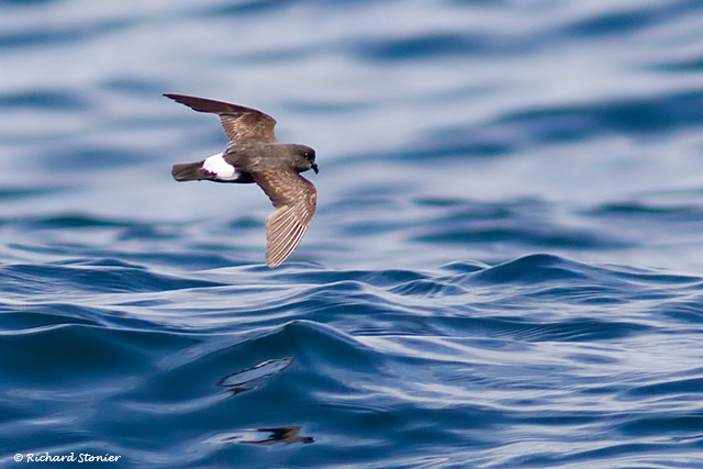 Storm Petrel