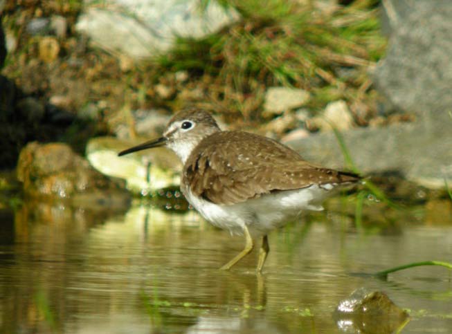 Solitary Sandpiper