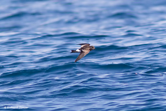 Wilson's Petrel