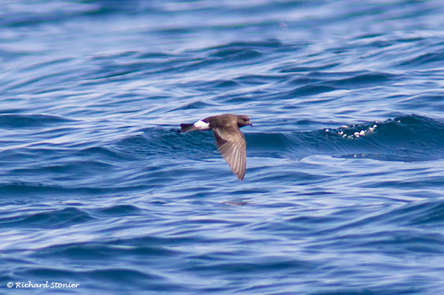 Wilson's Petrel