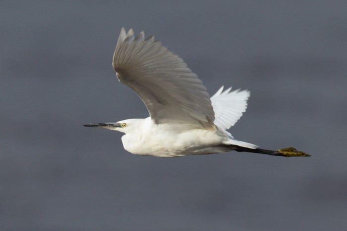 Little Egret
