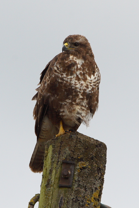 Buzzard