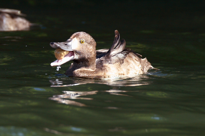 Tufted Duck