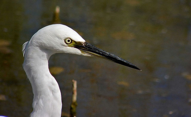 Little Egret