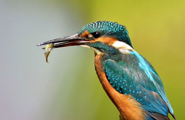 Kingfisher