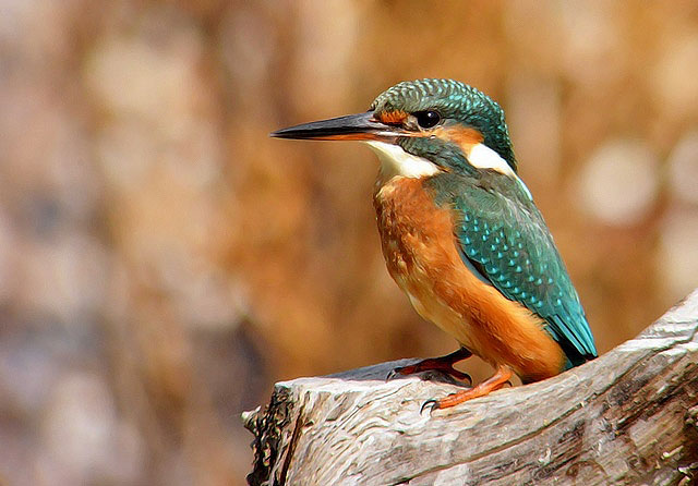 Kingfisher