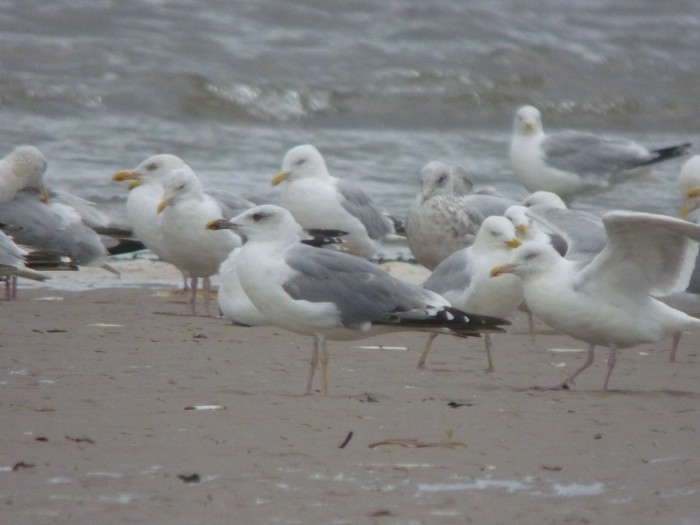 Yellow-legged Gull