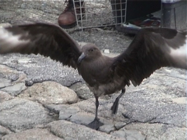 Brown Skua