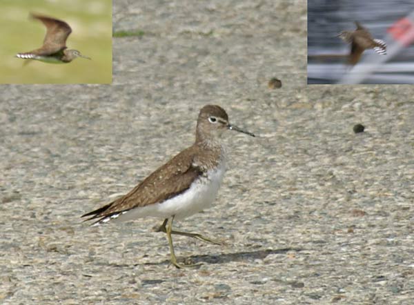 Solitary Sandpiper