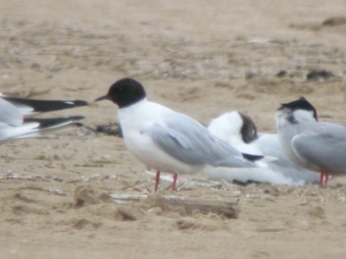 Little Gull