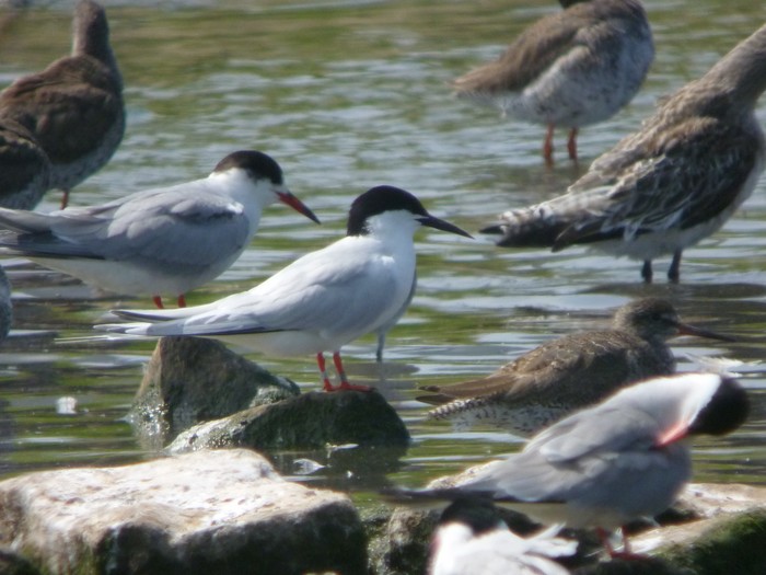 Roseate Tern