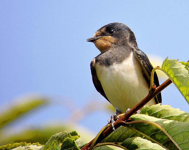 Swallow