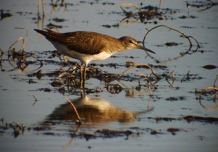 Green Sandpiper