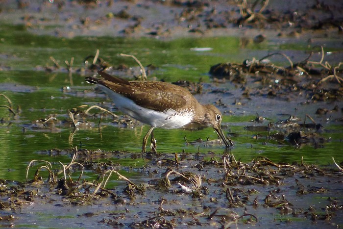 Green Sandpiper 