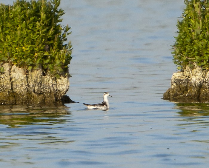 Red-necked Phalarope