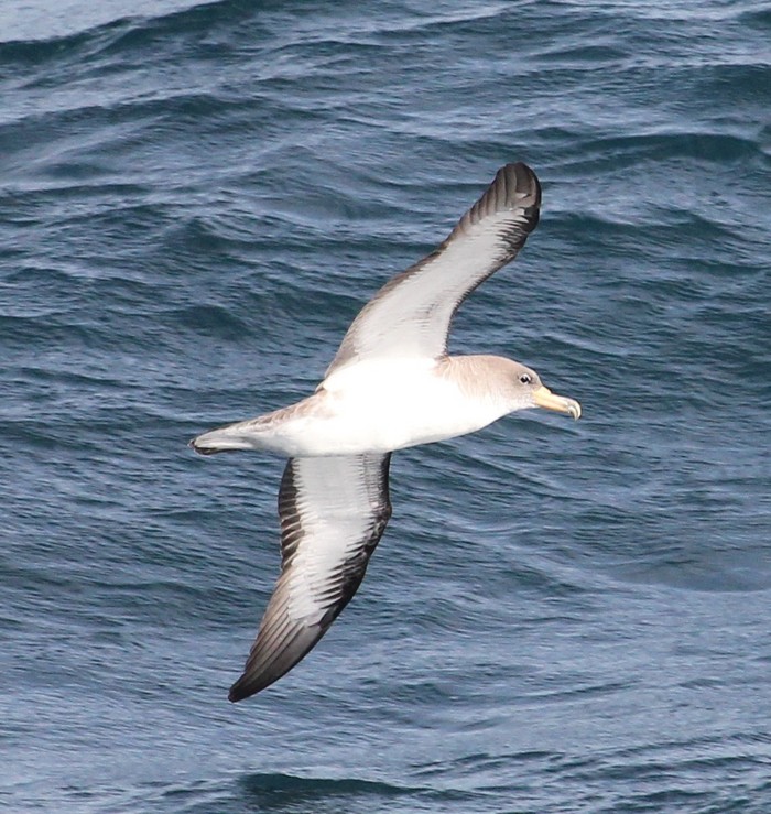 Cory's Shearwater
