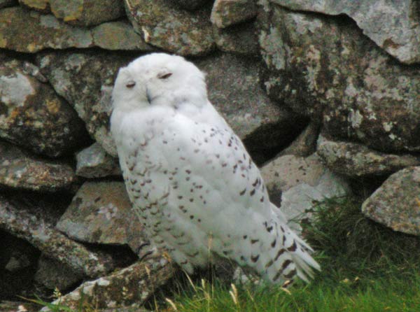 Snowy Owl