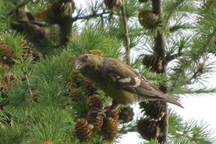 Two-barred Crossbill