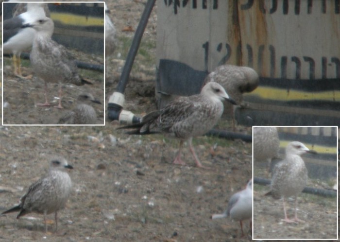 Caspian Gull