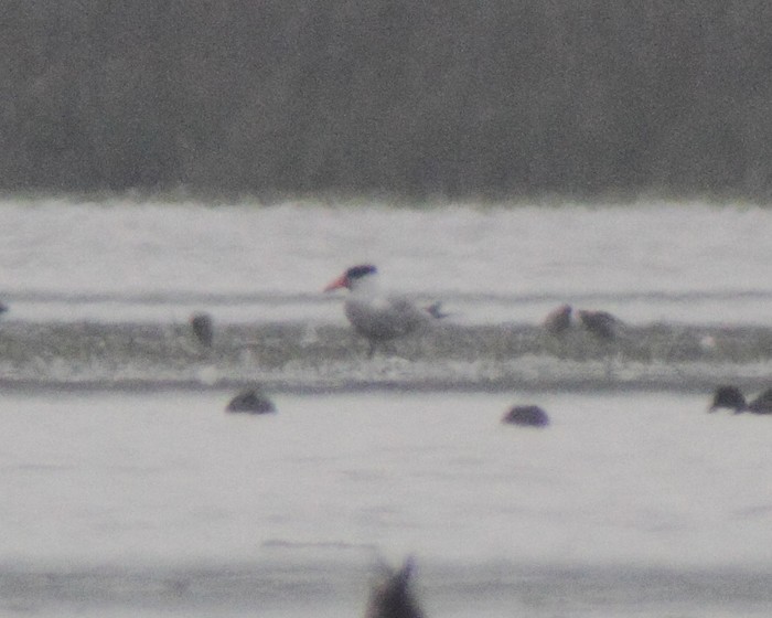 Caspian Tern