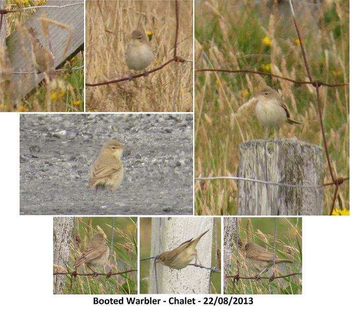 Booted Warbler