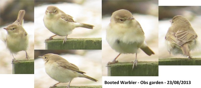 Booted Warbler
