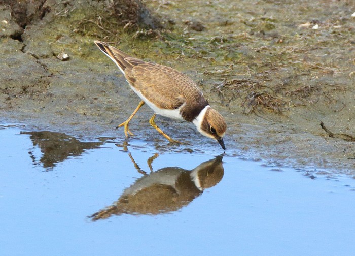 Ringed Plover