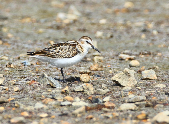 Little Stint