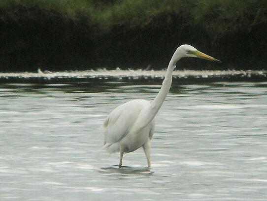 Great White Egret