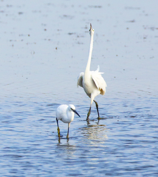 Little Egret