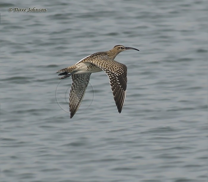 Whimbrel
