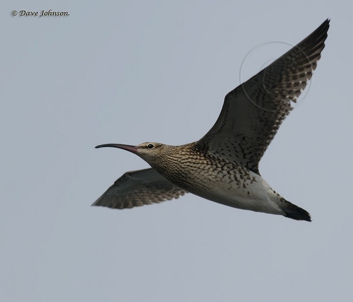 Whimbrel