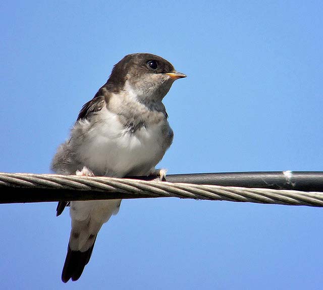 House Martin
