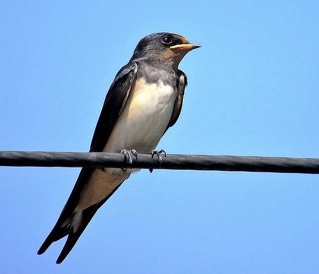 Swallow