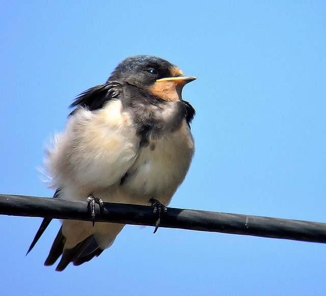Swallow