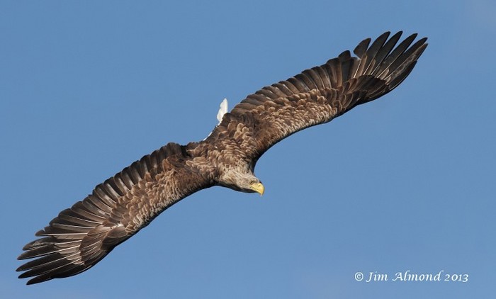White-tailed Eagle