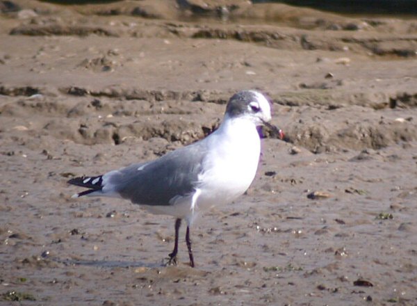 Franklin's Gull
