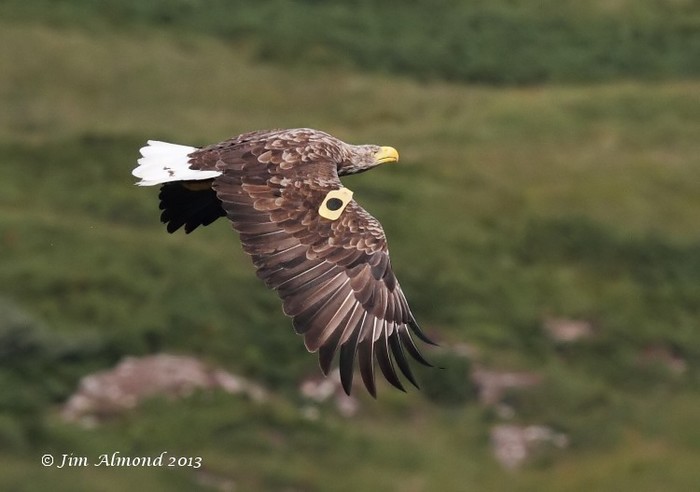 White-tailed Eagle