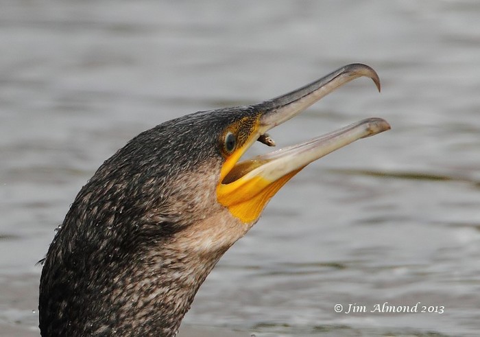 Cormorant