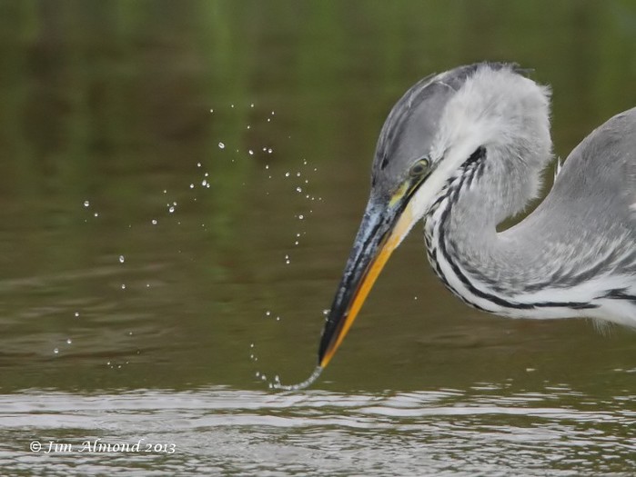 Grey Heron